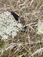 Ctenucha
