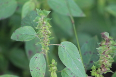 Acalypha neomexicana