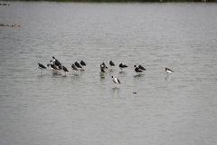 Himantopus mexicanus