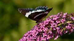 Limenitis arthemis arthemis
