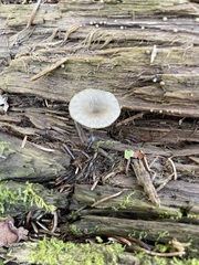 Arrhenia epichysium