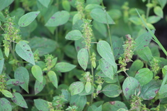 Acalypha neomexicana