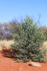 Codonocarpus cotinifolius