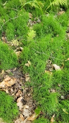 Equisetum scirpoides