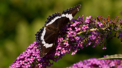 Limenitis arthemis arthemis