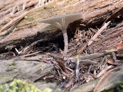 Arrhenia epichysium