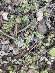 Clinopodium douglasii
