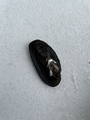 Unionidae