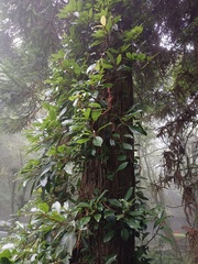 Hydrangea integrifolia