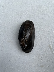 Unionidae