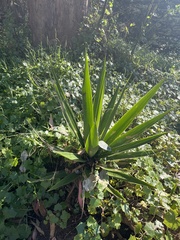 Yucca gigantea