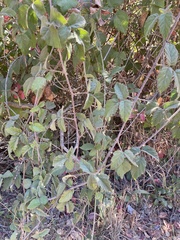 Rubus ursinus