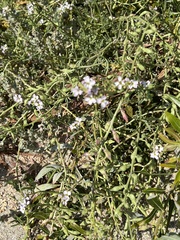 Cakile maritima
