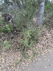 Ericameria pinifolia