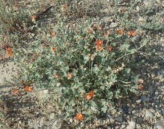 Sphaeralcea ambigua
