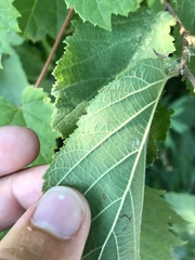 Cameraria corylisella