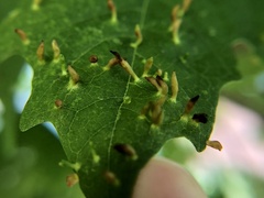 Vasates aceriscrumena