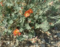 Sphaeralcea ambigua