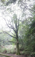 Castanopsis carlesii