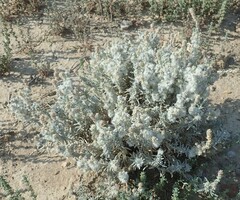 Krascheninnikovia lanata