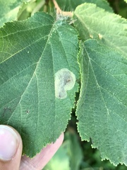 Cameraria corylisella