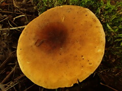 Hygrophoropsis rufa