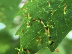 Vasates aceriscrumena