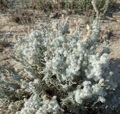 Krascheninnikovia lanata