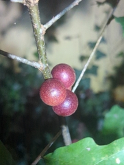 Disholcaspis globosa