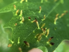 Vasates aceriscrumena