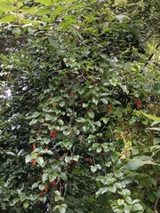 Schisandra arisanensis