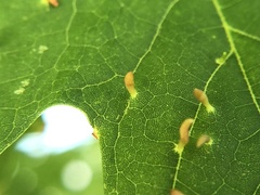 Vasates aceriscrumena