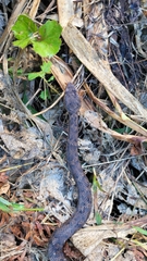 Gloydius ussuriensis