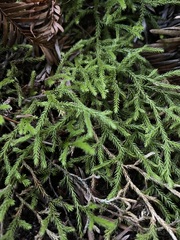 Selaginella oregana