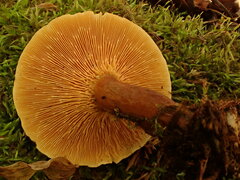Hygrophoropsis rufa