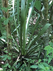 Agave karwinskii
