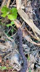 Gloydius ussuriensis