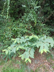 Callicarpa formosana