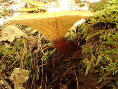 Hygrophoropsis rufa