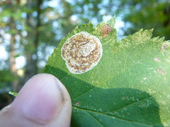 Parornix inusitatumella