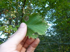 Parornix inusitatumella