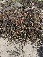 Eriogonum parvifolium