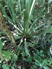 Agave karwinskii