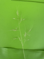 Aristida