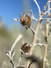 Rhopalomyia obovata