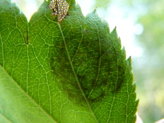 Parornix inusitatumella