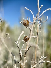 Rhopalomyia obovata