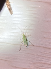 Trigonotylus