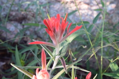 Castilleja lanata