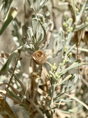 Rhopalomyia obovata